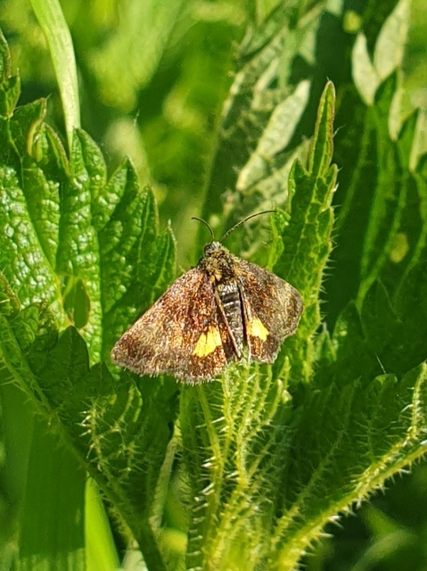 Panemeria tenebrata - apró sárgabagoly