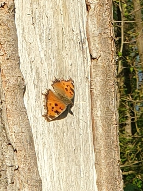 Nymphalis xanthomelas - vörös rókalepke
