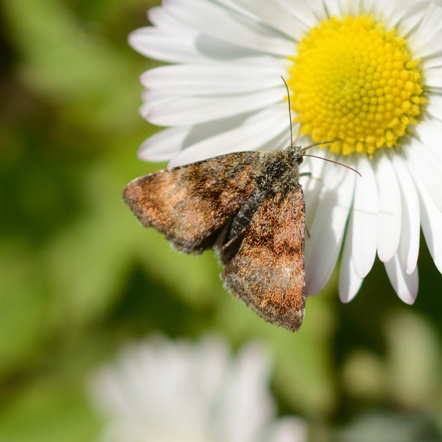 Panemeria tenebrata - apró sárgabagoly