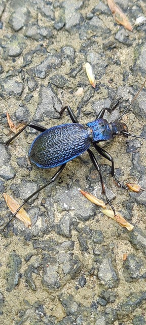Carabus intricatus - kék laposfutrinka