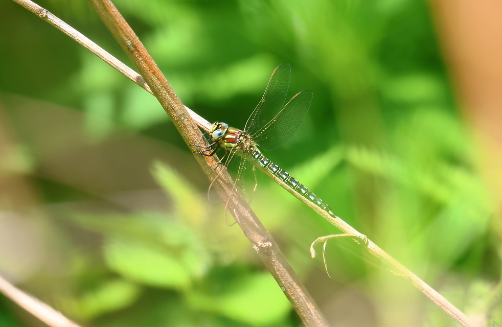 Brachytron pratense - szőrös karcsúacsa
