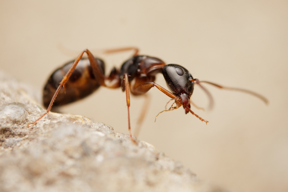 Camponotus fallax - ligeti lóhangya