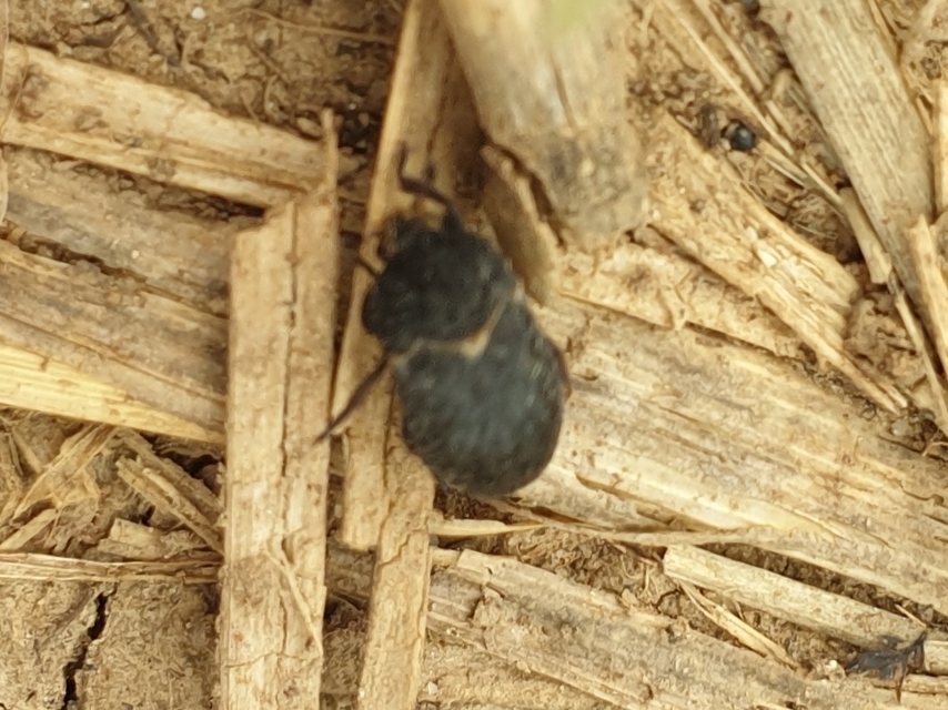 Dermestes laniarius - gyászos porva Dermestes laniarius - gyászos porva