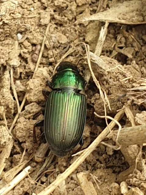 Harpalus distinguendus - mezei lomhafutó