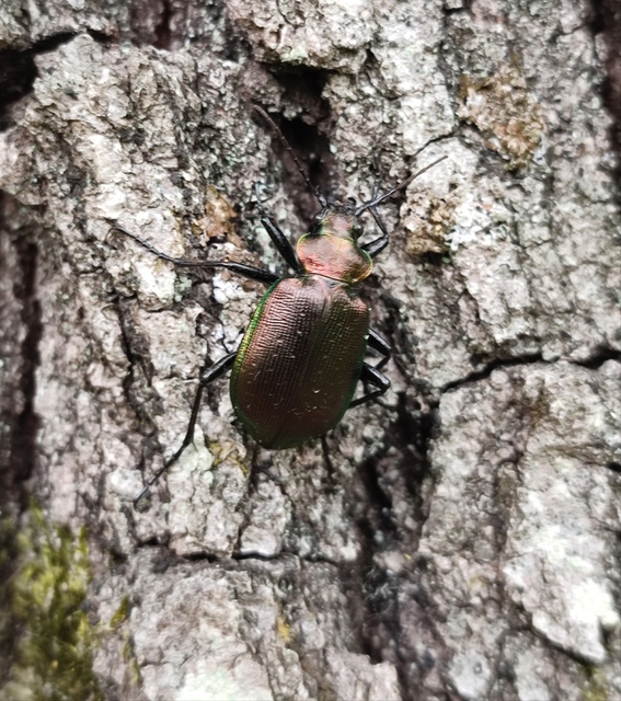 Calosoma inquisitor - kis bábrabló