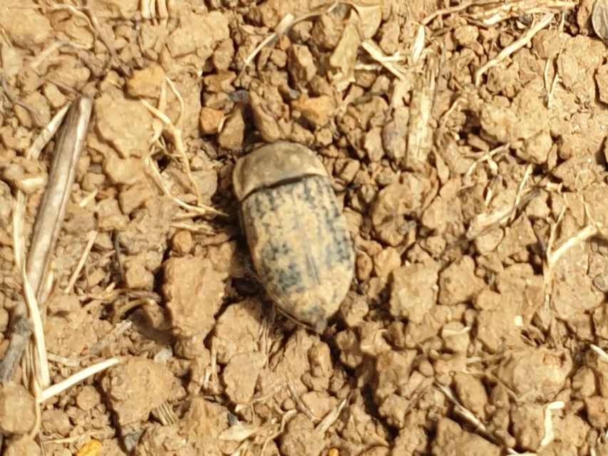 Opatrum sabulosum - sároshátú gyászbogár