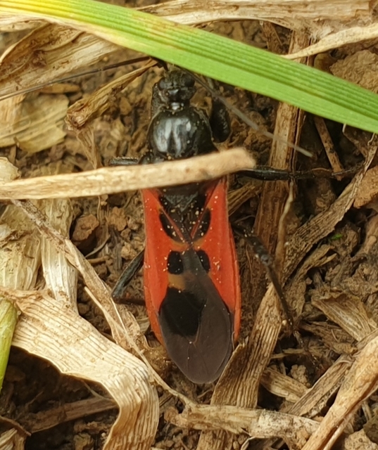 Peirates hybridus - foltos rablópoloska