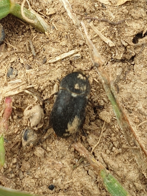 Dermestes laniarius - gyászos porva Dermestes laniarius - gyászos porva