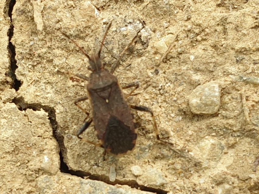 Ceraleptus gracilicornis - tüskéslábú karimáspoloska