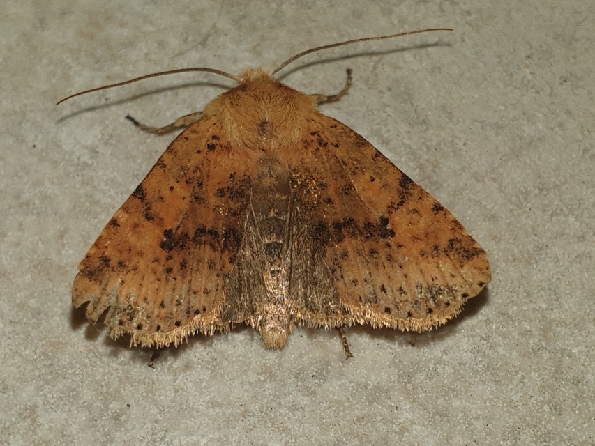 Conistra rubiginea - vörös őszibagoly