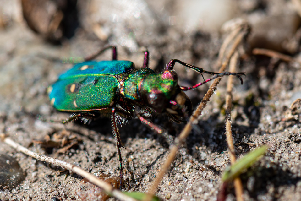 Cicindela campestris - mezei homokfutrinka