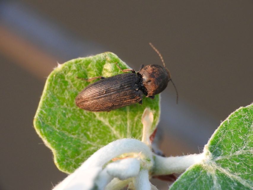 Cardiophorus asellus - homoki szívespattanó