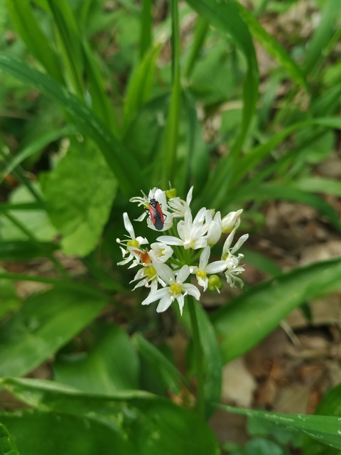 Dionconotus confluens