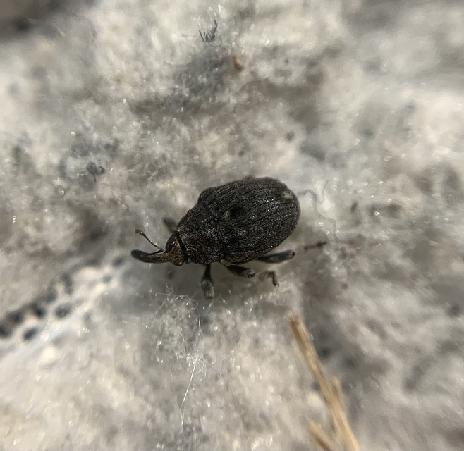 Stenocarus ruficornis - mákgyökérormányos