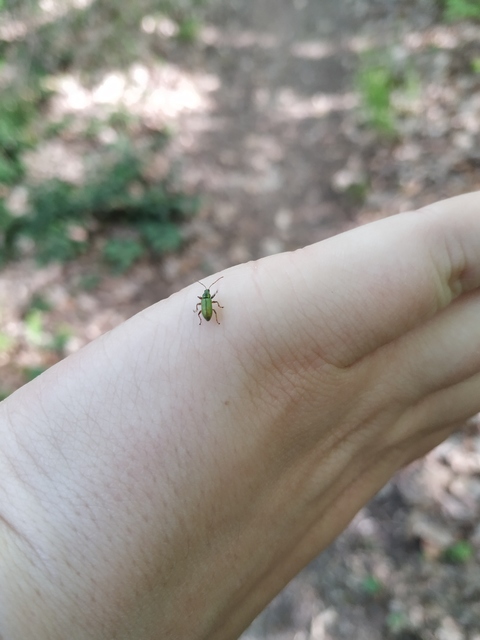 Phyllobius argentatus - ezüstös levélormányos