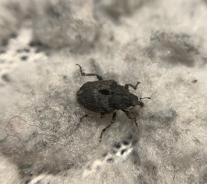 Stenocarus ruficornis - mákgyökérormányos