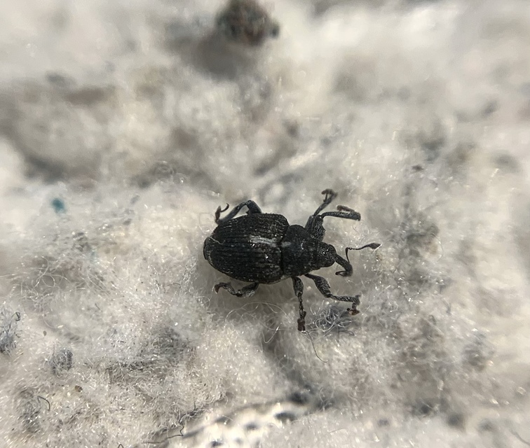 Mogulones albosignatus - gyöngyköles-tarkaormányos