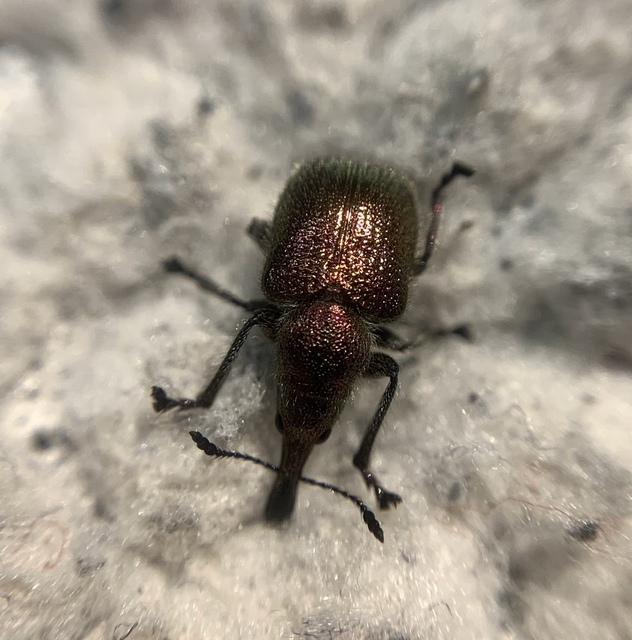Rhynchites auratus - aranyos eszelény Rhynchites auratus - aranyos eszelény
