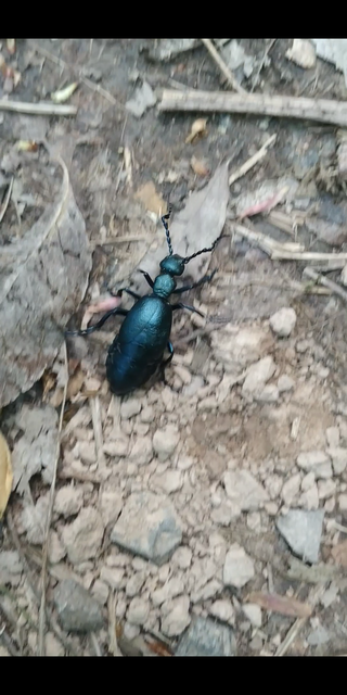 Meloe violaceus - kék nünüke