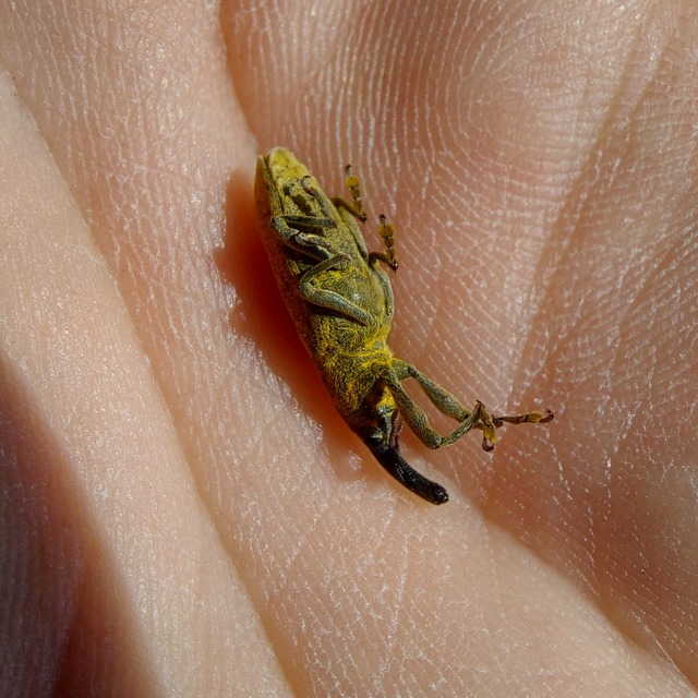 Lixus pulverulentus - mályvafúró dudvabarkó
