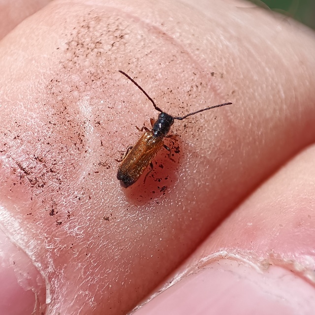 Tetrops praeustus - közönséges négyszeműcincér