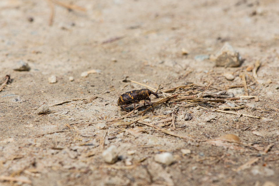 Hylobius abietis - nagy fenyvesormányos