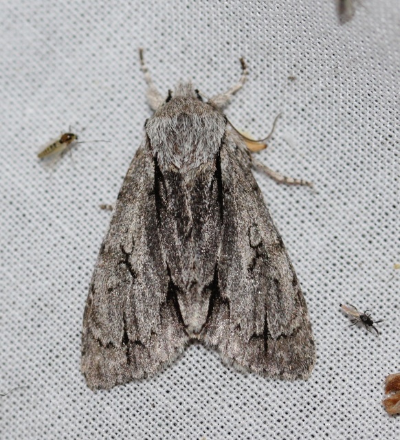 Acronicta cuspis/tridens/psi