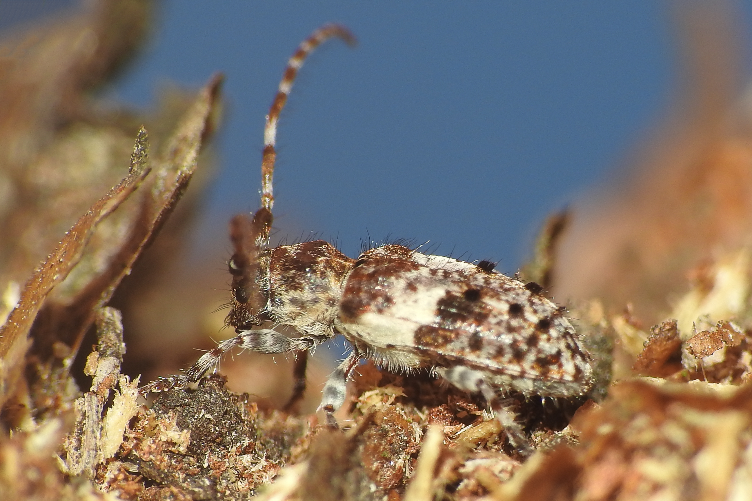 Pogonocherus fasciculatus - öves ecsetcincér