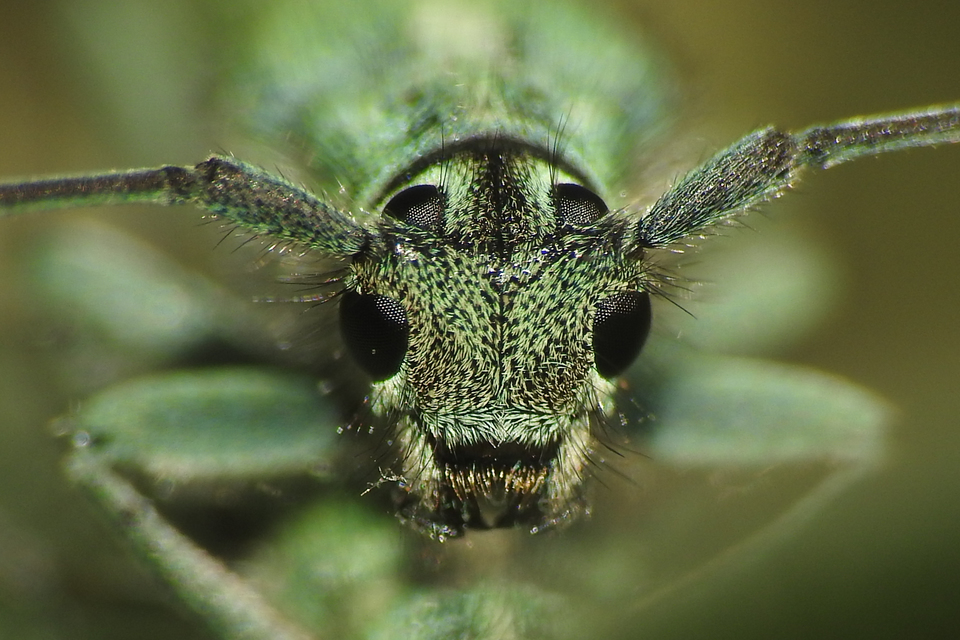 Phytoecia coerulescens - kígyósziszcincér