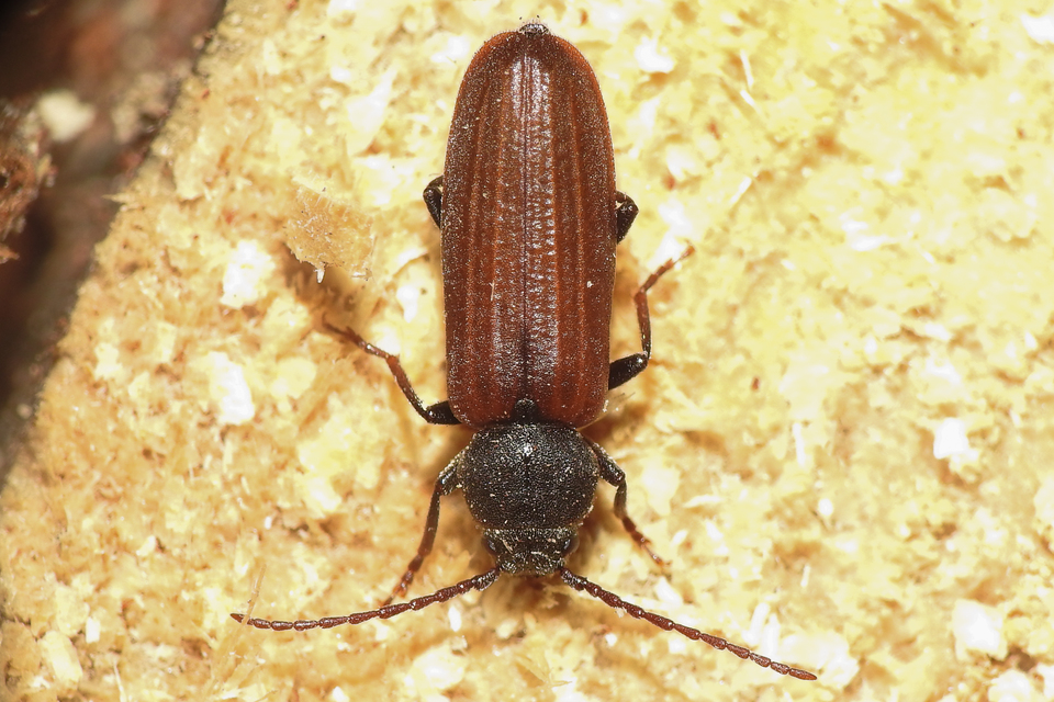 Asemum striatum - komor fenyőcincér