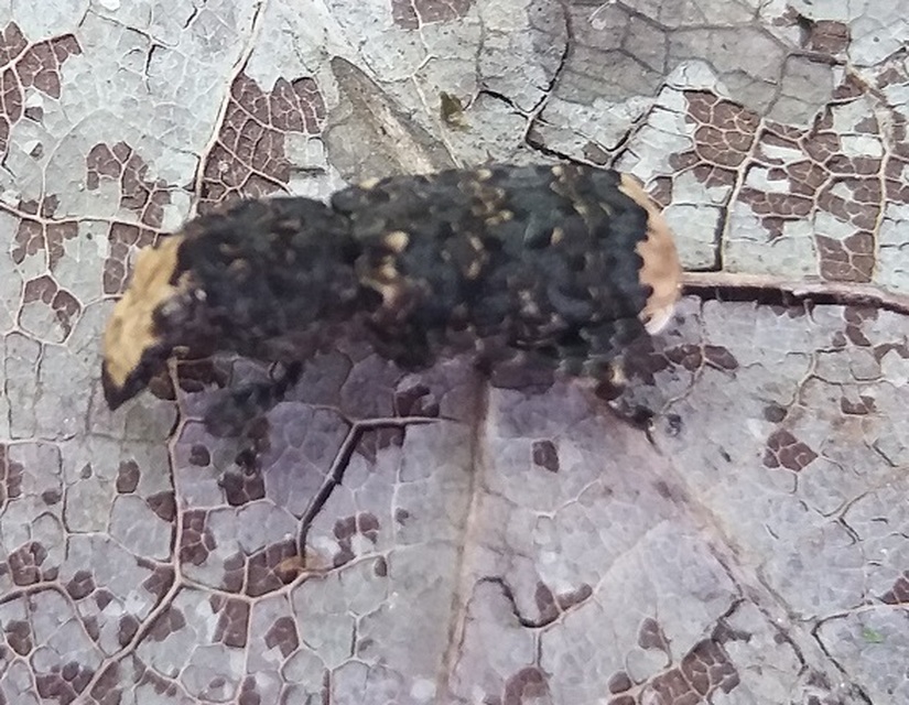 Platyrhinus resinosus - nagy orrosbogár