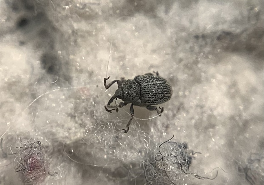 Ceutorhynchus pulvinatus - kis zsombor-ceutormányos