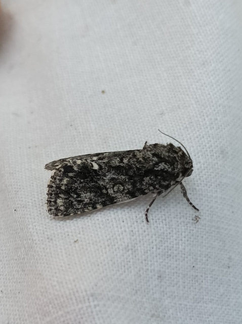 Acronicta rumicis - sóska-szigonyosbagoly