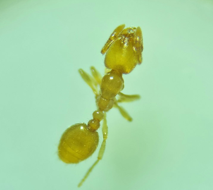 Solenopsis fugax - tolvajhangya