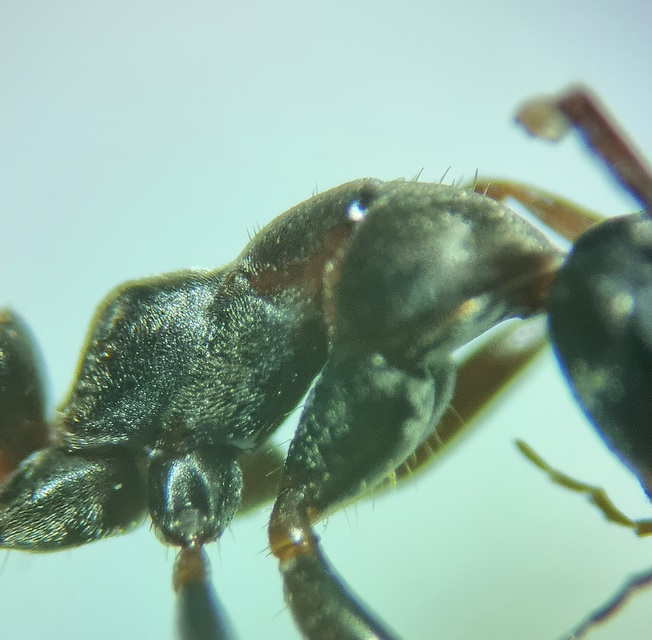 Formica rufibarbis - vörös rabszolgahangya