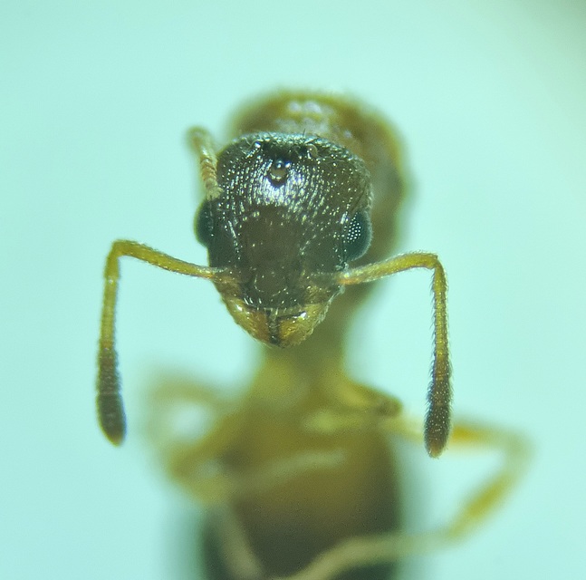 Temnothorax unifasciatus - gyűrűs kéreghangya