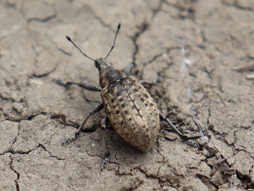 Liophloeus tessulatus - kockás barabolyormányos