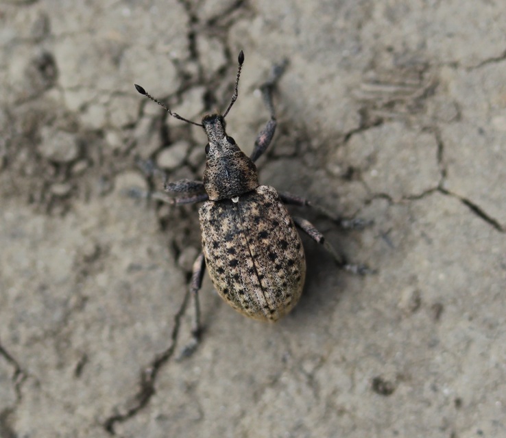 Liophloeus tessulatus - kockás barabolyormányos
