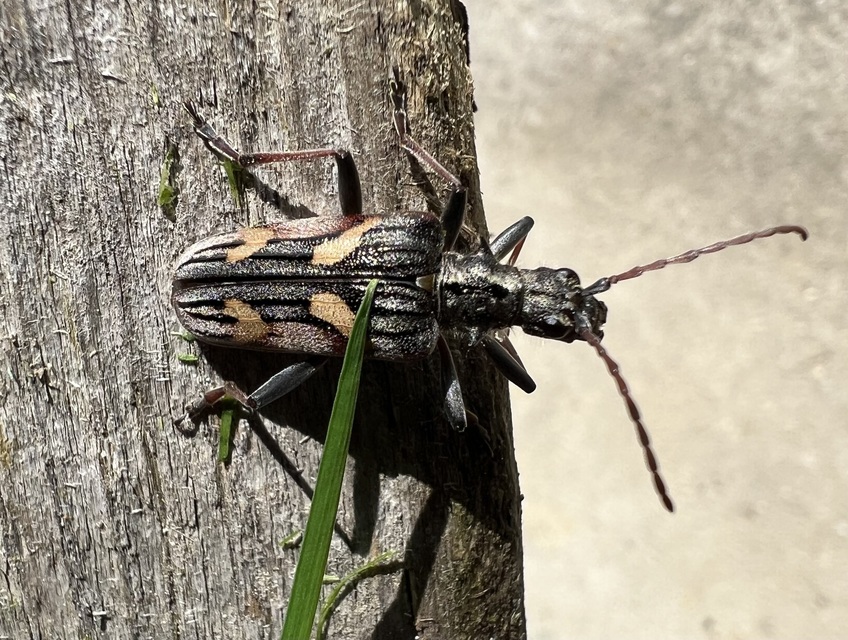 Rhagium bifasciatum - kétcsíkos tövisescincér