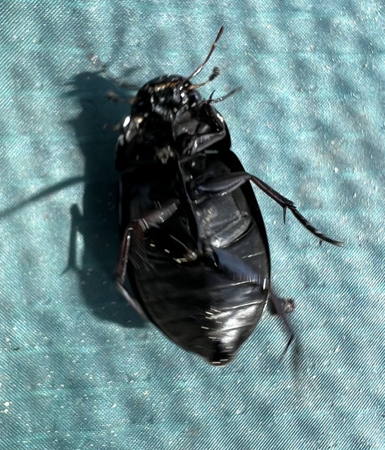Hydrochara caraboides - kis csibor