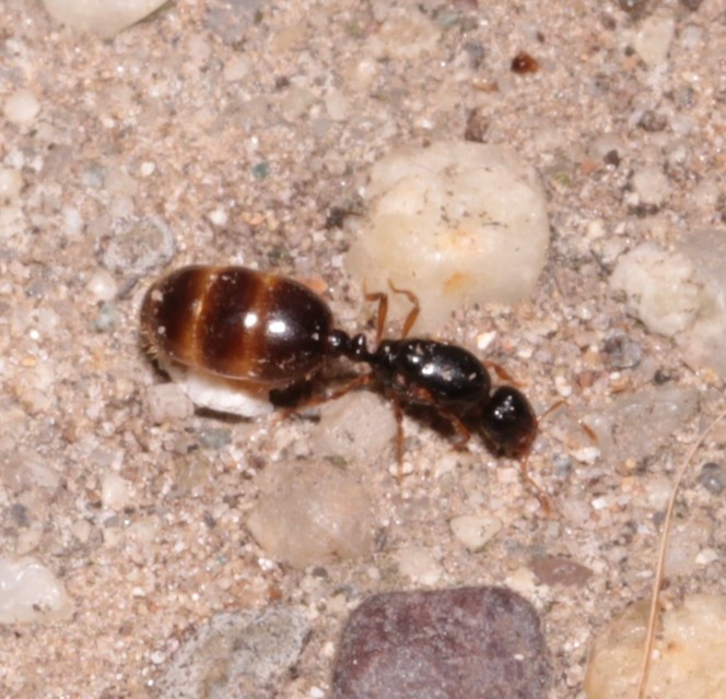 Solenopsis fugax - tolvajhangya