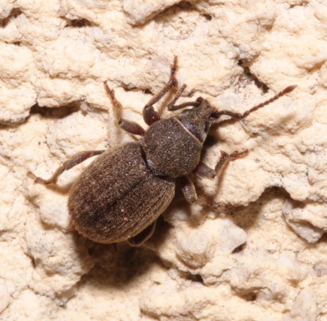 Otiorhynchus brunneus - barna gyalogormányos