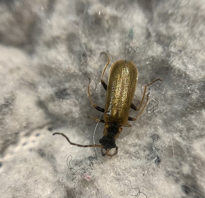 Rhagonycha nigriventris - feketecombú lágybogár Rhagonycha nigriventris - feketecombú lágybogár