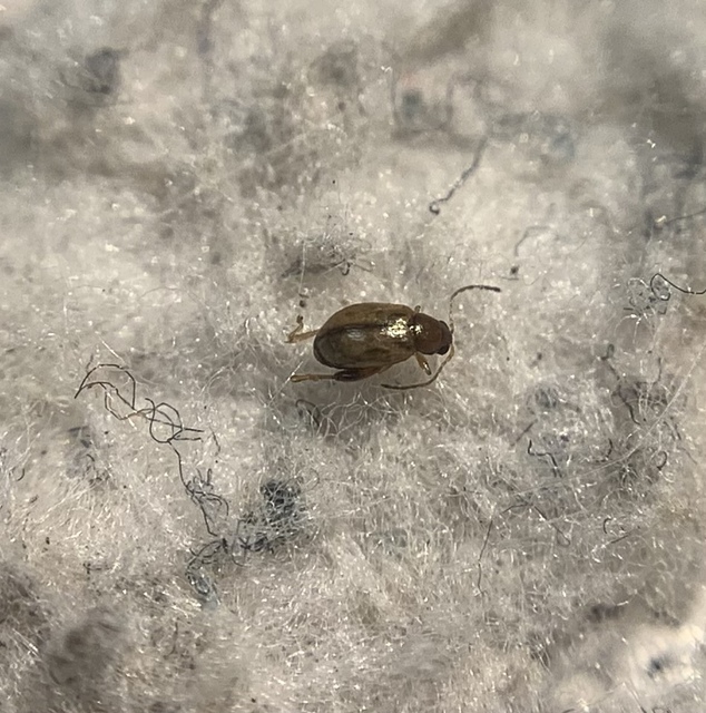 Longitarsus lycopi