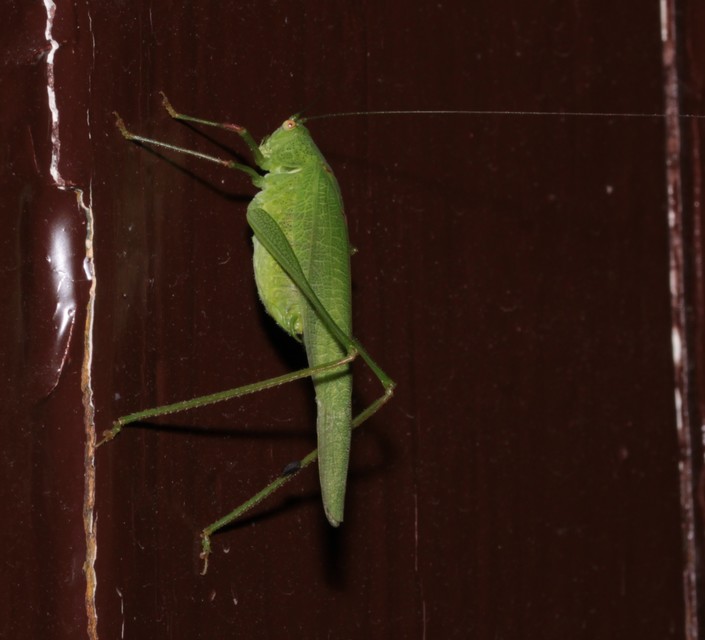 Phaneroptera nana - pontozott repülőszöcske