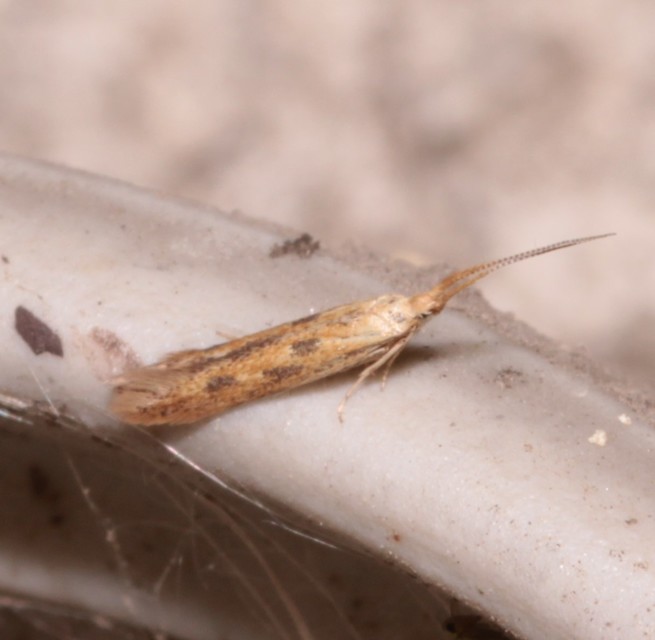 Coleophora squalorella - mocskos zsákosmoly