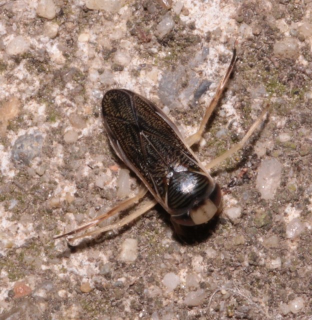 Corixidae - búvárpoloskák Corixidae - búvárpoloskák