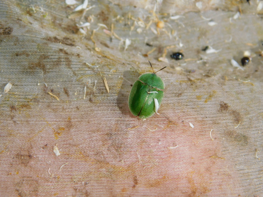 Cassida rubiginosa - lapos pajzsbogár Cassida rubiginosa - lapos pajzsbogár