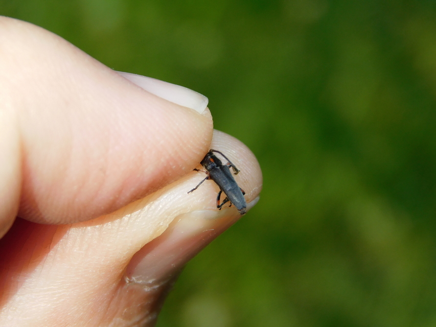 Phytoecia pustulata - parányi fűcincér