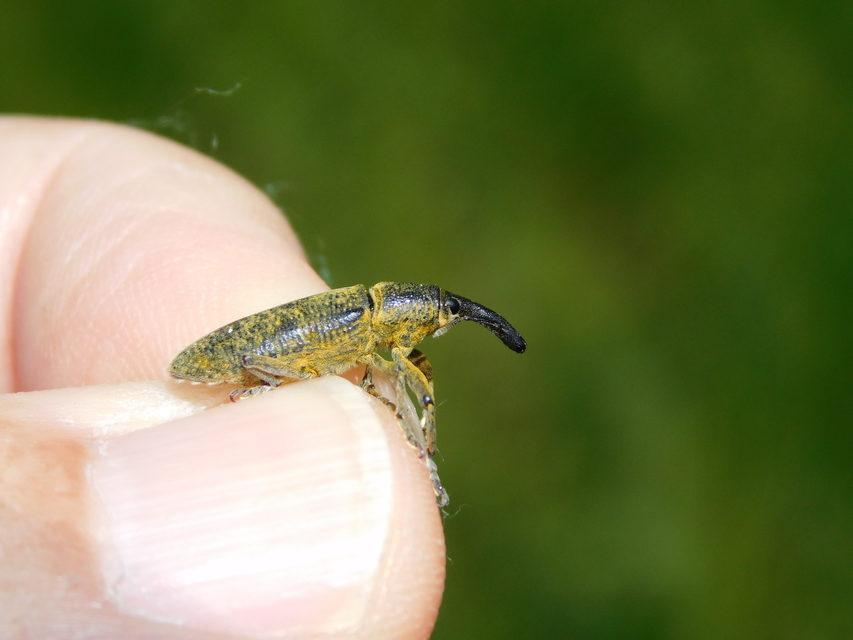 Lixus pulverulentus - mályvafúró dudvabarkó